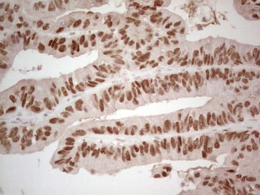 Monoclonal Mouse anti-Human HNF4A / HNF4 Antibody (clone OTI2H2, aa1-315, IHC, WB)