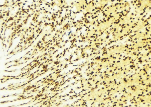 NAB2 Antibody