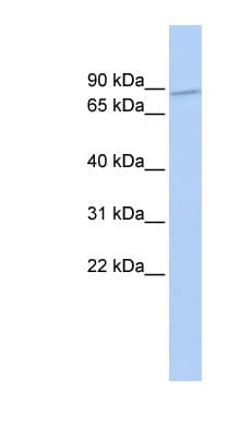 ZNF800 Antibody (aa180-229)