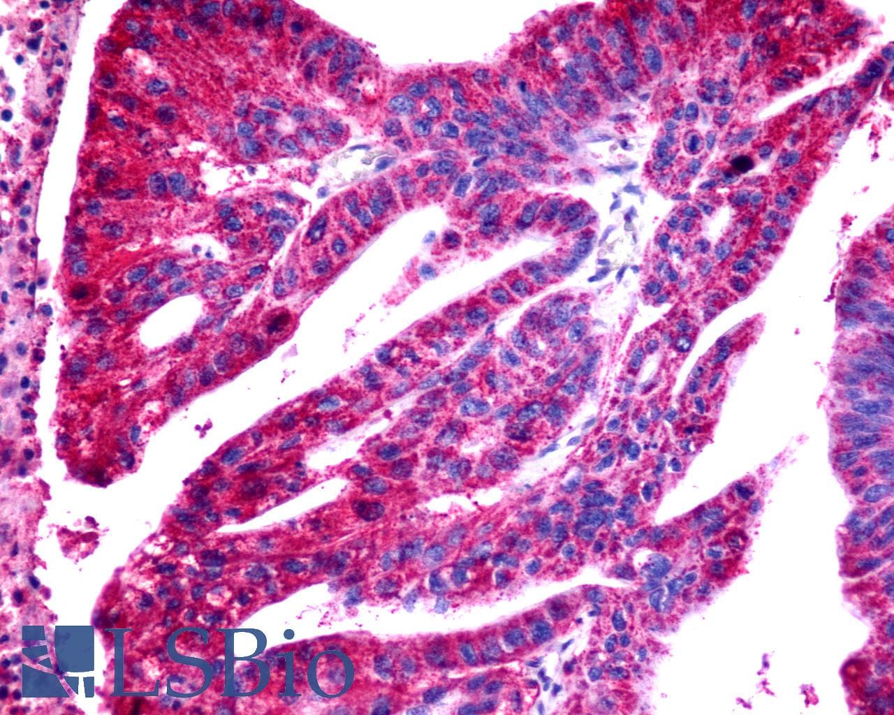IHC-plus™ Polyclonal Rabbit anti-Human ACKR4 / CCRL1 / CCR11 Antibody (Cytoplasmic Domain, IHC)