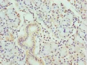 KLK10 / Kallikrein 10 Antibody