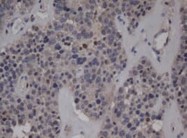 JUN / c-Jun Antibody (clone OTI7B10)