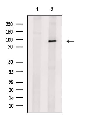 TRPC1 Antibody