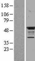 BMP4 Protein (Over-Expression Lysate Myc-DDK (Flag))