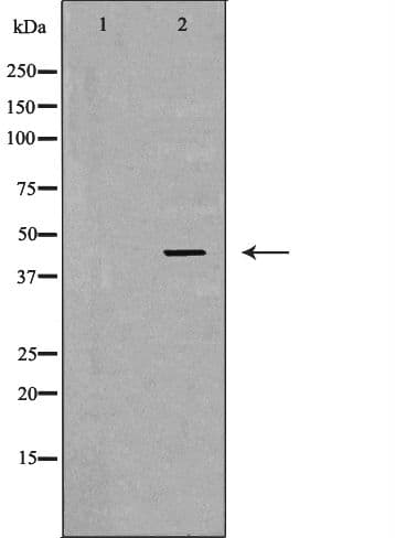 LHX8 Antibody