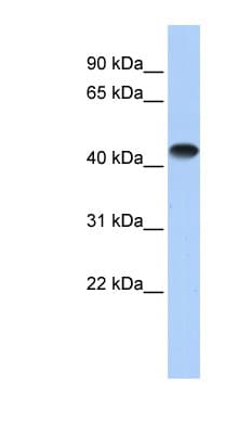 CKM / Creatine Kinase MM Antibody (C-Terminus)