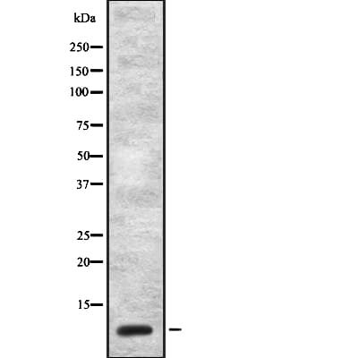 CCK / Cholecystokinin Antibody