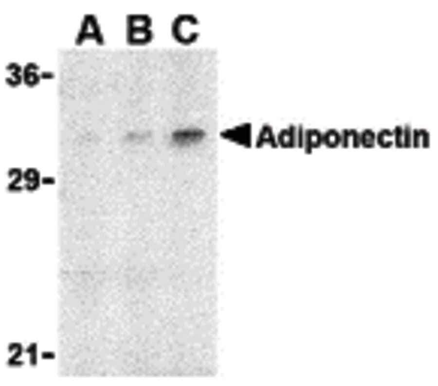 Adiponectin Antibody