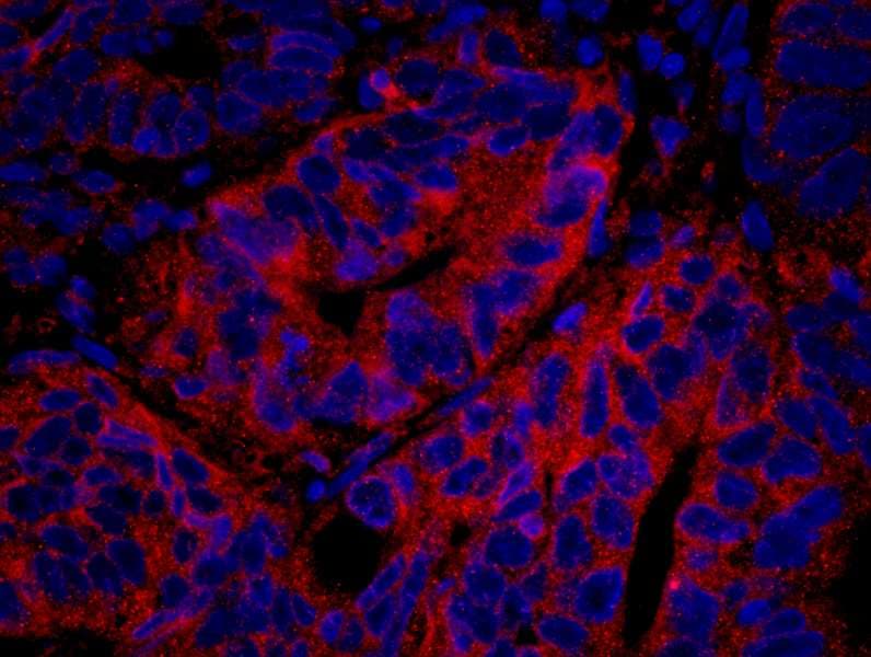 Polyclonal Rabbit anti-Human PTP-PEST / PTPN12 Antibody (aa760-780, IHC, IF)