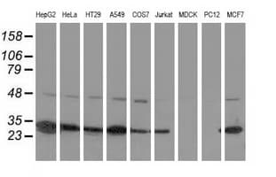 SPR Antibody (clone OTI1F4)