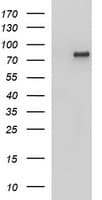 AMOT / Angiomotin Antibody (clone OTI1A8)