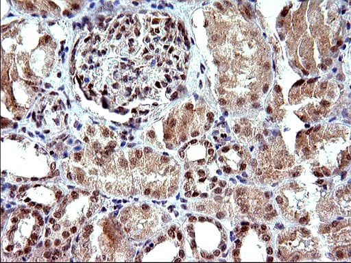 NDN / Necdin Antibody (clone OTI5D1)