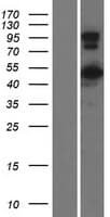 CCDC91 Protein (Over-Expression Lysate Myc-DDK (Flag))