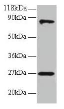 IHC-plus™ RPL17 / Ribosomal Protein L17 Antibody