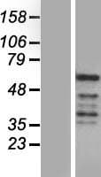 REXO4 / MPMC2 Protein (Over-Expression Lysate Myc-DDK (Flag))