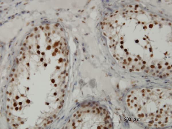 TCF19 / TCF-19 Antibody (clone 6D8)