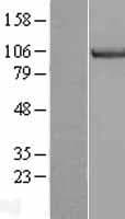 MCM3 Protein (Over-Expression Lysate Myc-DDK (Flag))