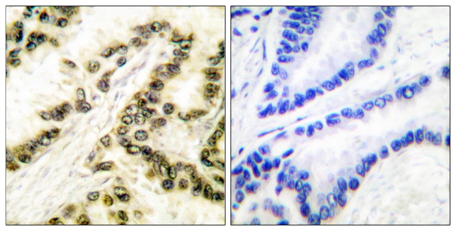 TFAP2A / AP-2 Antibody