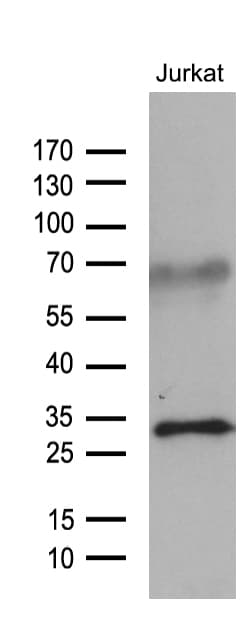 GTPCH1 / GCH1 Antibody (clone OTI3A3, Carrier-free)