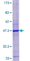 Human ANKRD36 Protein (Recombinant GST)