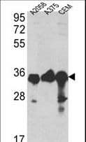 GAPDH Antibody (aa62-91)