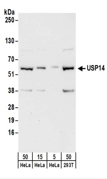 Polyclonal Rabbit anti-Human USP14 Antibody (aa350-400, IHC, WB)