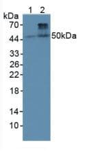 BMP4 Antibody (aa22-408, Cy3)