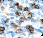 CD4 Antibody (clone RBT-CD4, Ready-to-Use)