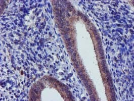 CHCHD5 Antibody (clone OTI4F3)