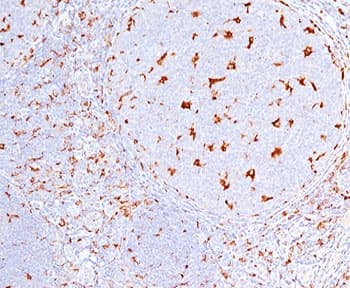 CD68 Antibody (clone C68/684, Ready-to-Use)