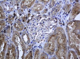 RAB21 Antibody (clone OTI6B1, Carrier-free)