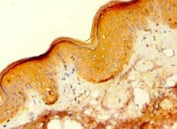 HAUS4 Antibody (aa1-363)