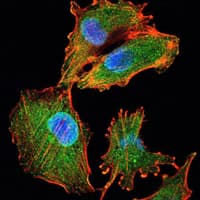 IL34 Antibody (clone 1D12)