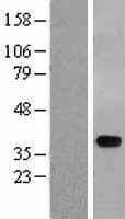 STYXL1 Protein (Over-Expression Lysate Myc-DDK (Flag))