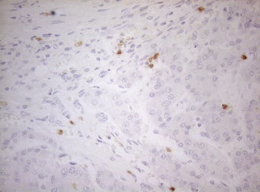 ZNF394 Antibody (aa1-296, clone OTI1H10)