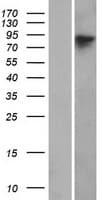 WHAMM Protein (Over-Expression Lysate Myc-DDK (Flag))