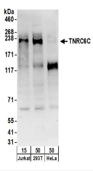 Polyclonal Rabbit anti-Human TNRC6C Antibody (aa550-600, WB)