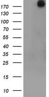 USP9X / FAM Antibody (clone OTI1D7)