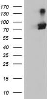 RNPEP Antibody (clone OTI2G3)