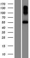BPIFC / BPIL2 Protein (Over-Expression Lysate Myc-DDK (Flag))