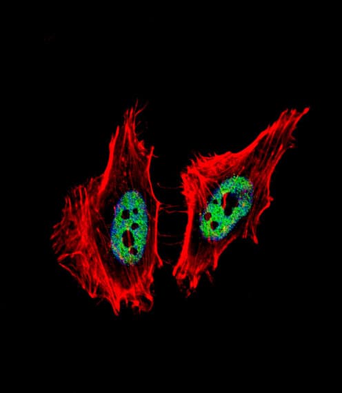 Polyclonal Rabbit anti-Human CTBP1 / CTBP Antibody (aa413-440, IF, WB)