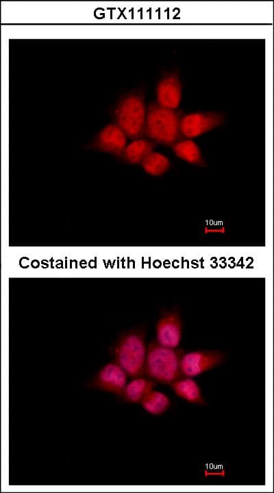 NCK1 / NCK Antibody