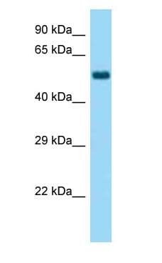 Polyclonal Rabbit anti-Mouse NELFA / WHSC2 Antibody (aa343-392, WB)