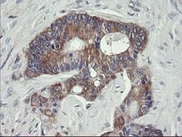 VBP1 Antibody (clone OTI2F2)