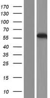 MCRS1 / MSP58 Protein (Over-Expression Lysate Myc-DDK (Flag))