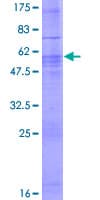Human CLSTN3 Protein (Recombinant GST)