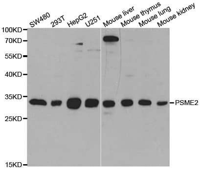 PSME2 Antibody