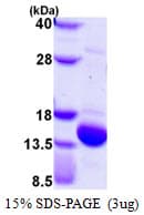 Human UBL3 Protein (Recombinant His)