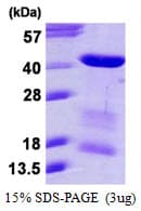 Human MORF4L1 / MRG15 Protein (Recombinant His)