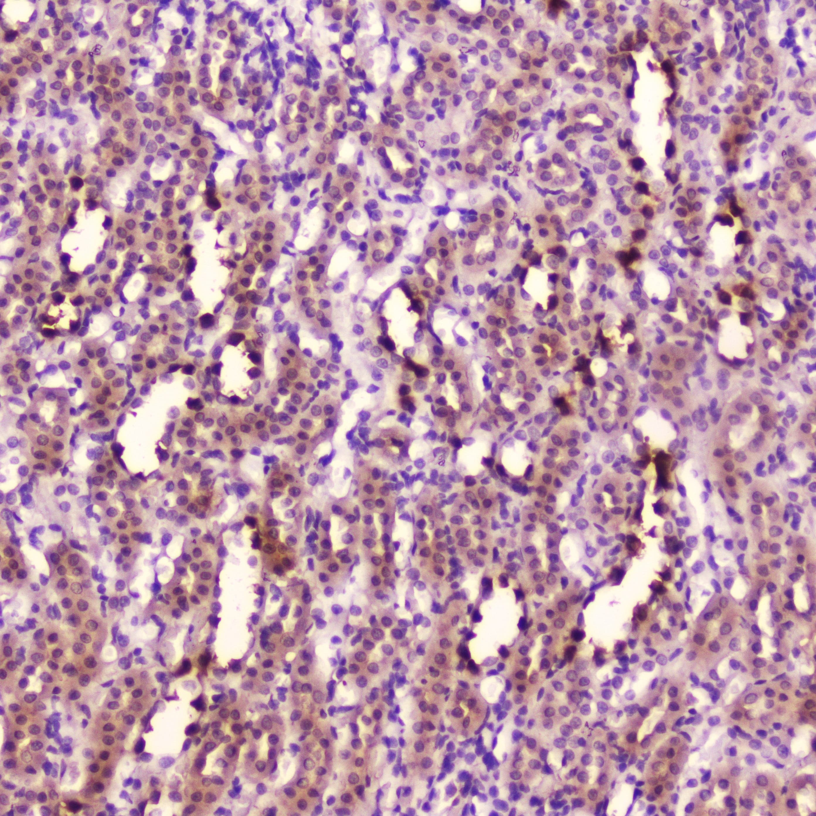 Leptin Antibody
